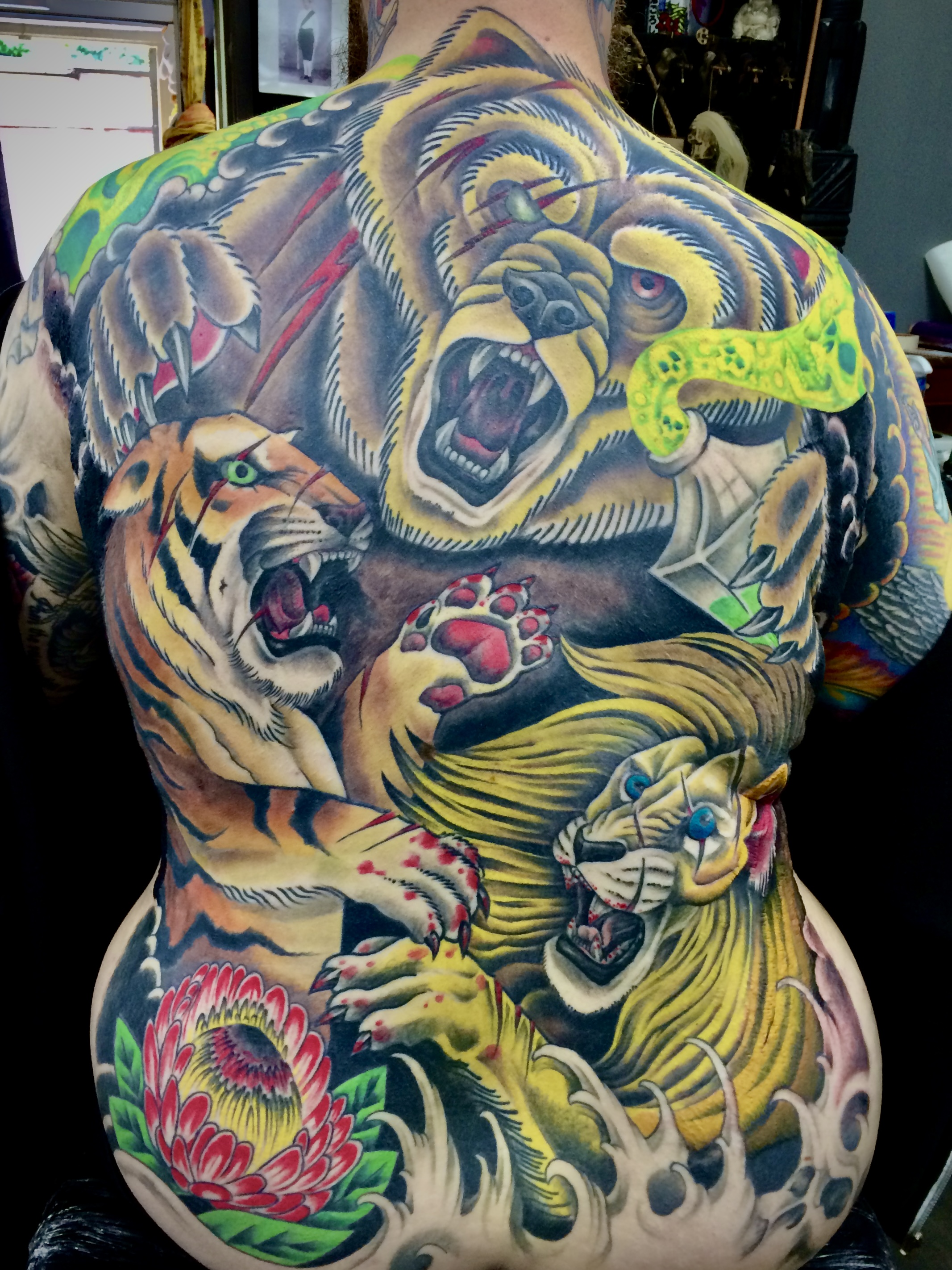 Neo-traditional bear, tiger and lion battle full back piece with chrysanthemum in colour by Ray