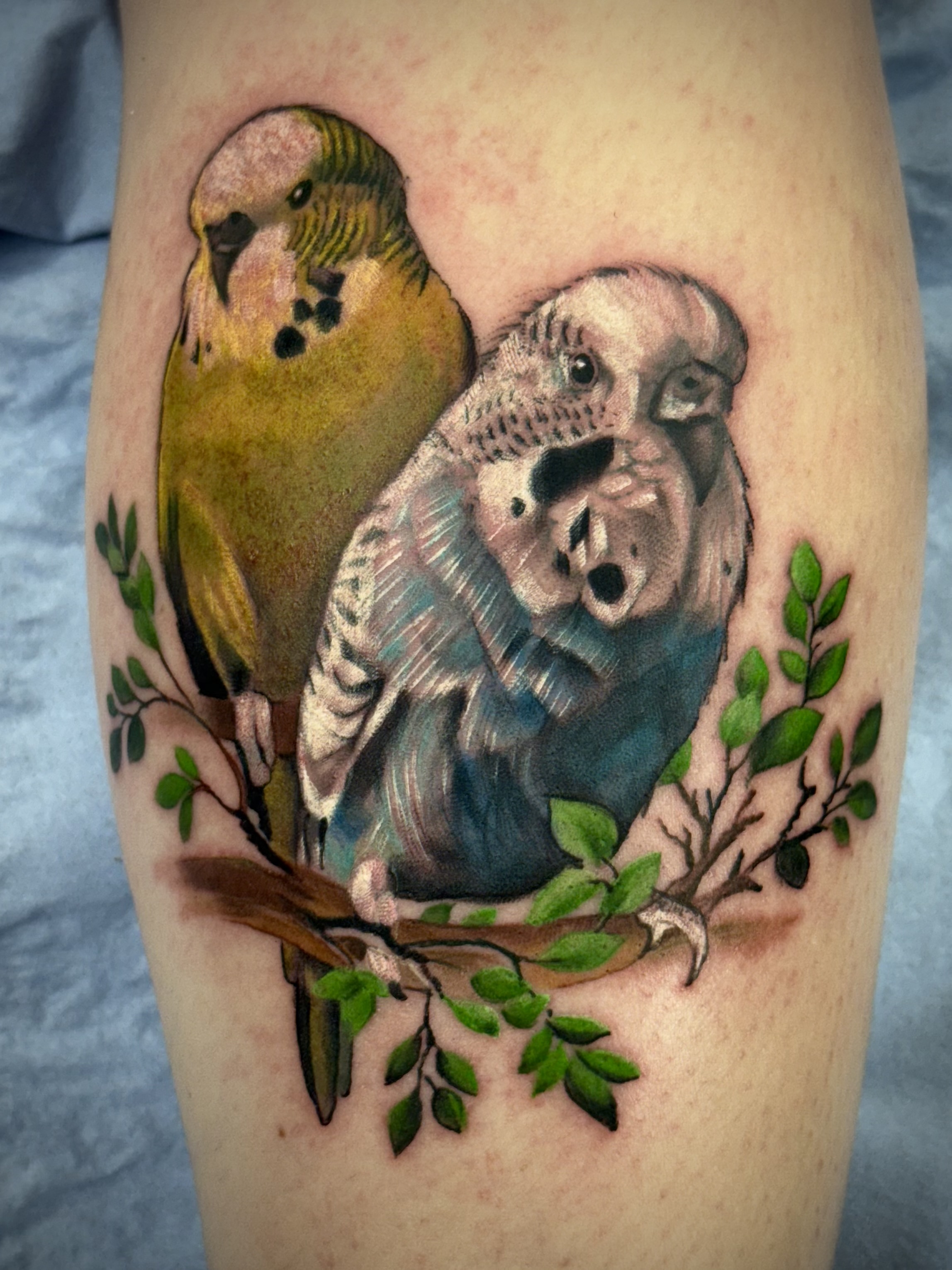 Realistic pair of budgerigars on a branch with green leaves by Ray